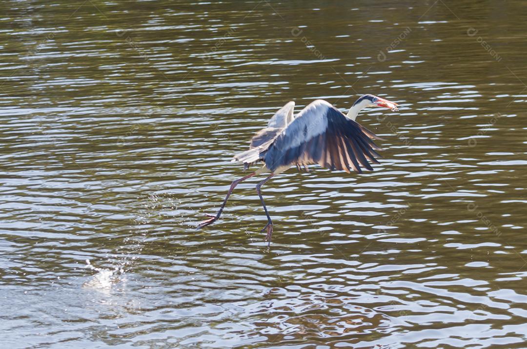 Linda garça branca no Pantanal brasileiro