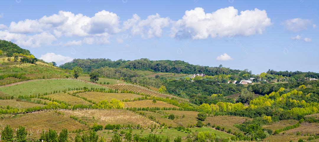 Vinhedo de uvas no Vale dos Vinhedos em Bento Gonçalves, um vinho gaúcho.