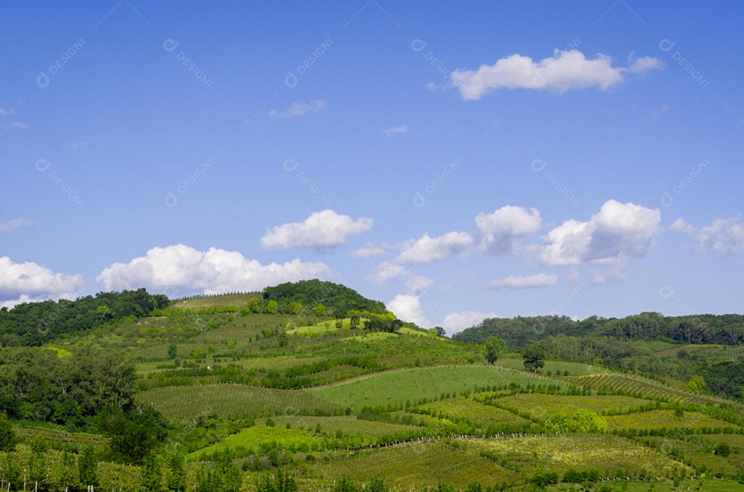 Vinhedo de uvas no Vale dos Vinhedos em Bento Gonçalves, um vinho gaúcho.