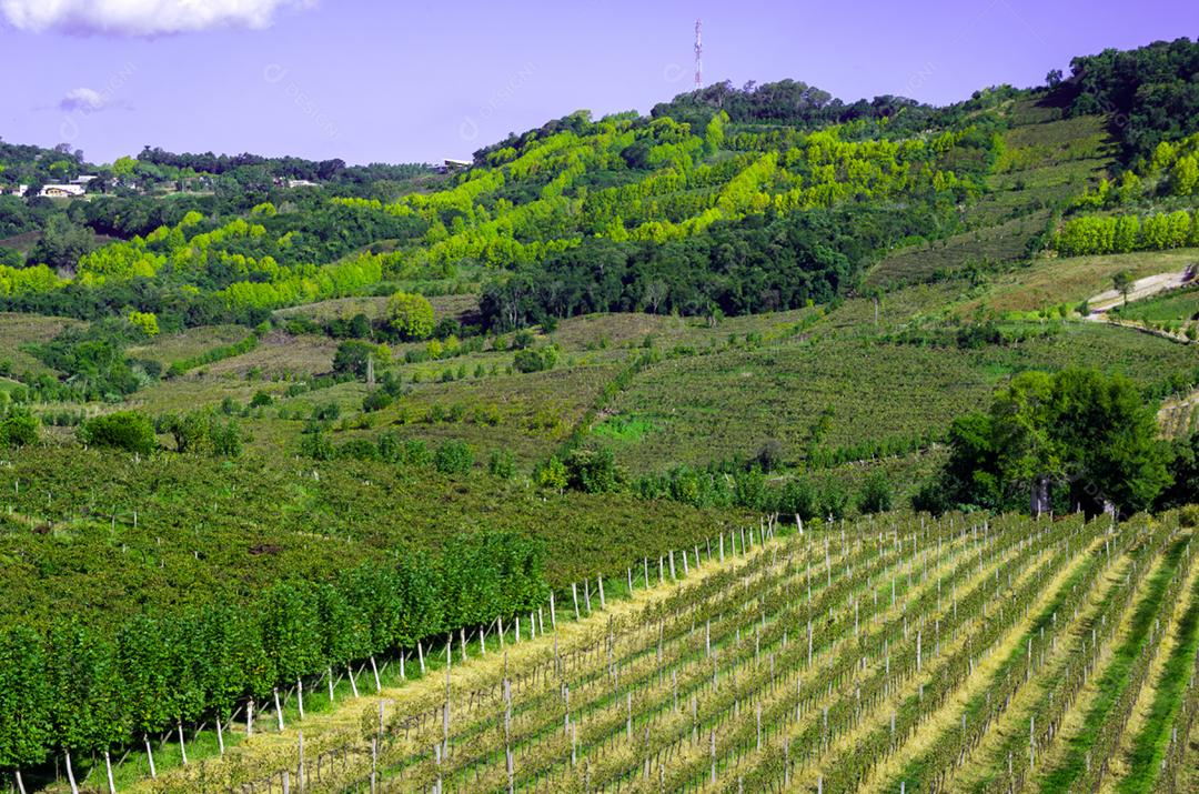 Vinhedo de uvas no Vale dos Vinhedos em Bento Gonçalves, um vinho gaúcho.