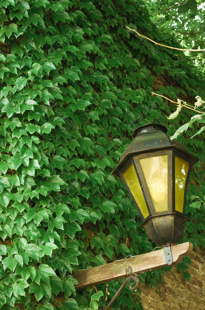 Luzes portes sobre parede corbeta matos e folhas verdes