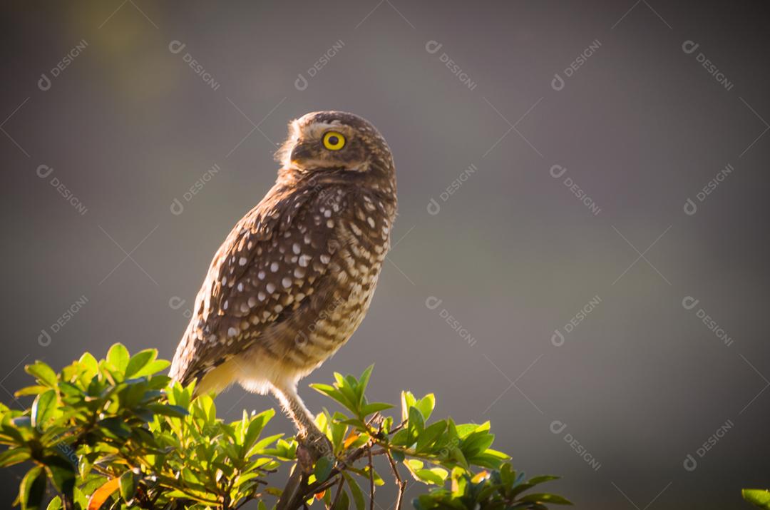 Linda coruja (Glaucidium minutissimum) na vinha