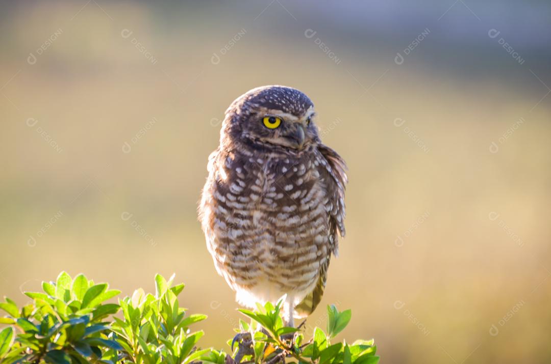 Linda coruja (Glaucidium minutissimum) na vinha