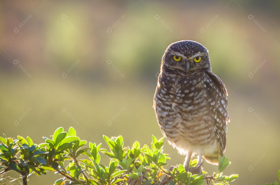 Linda coruja (Glaucidium minutissimum) na vinha