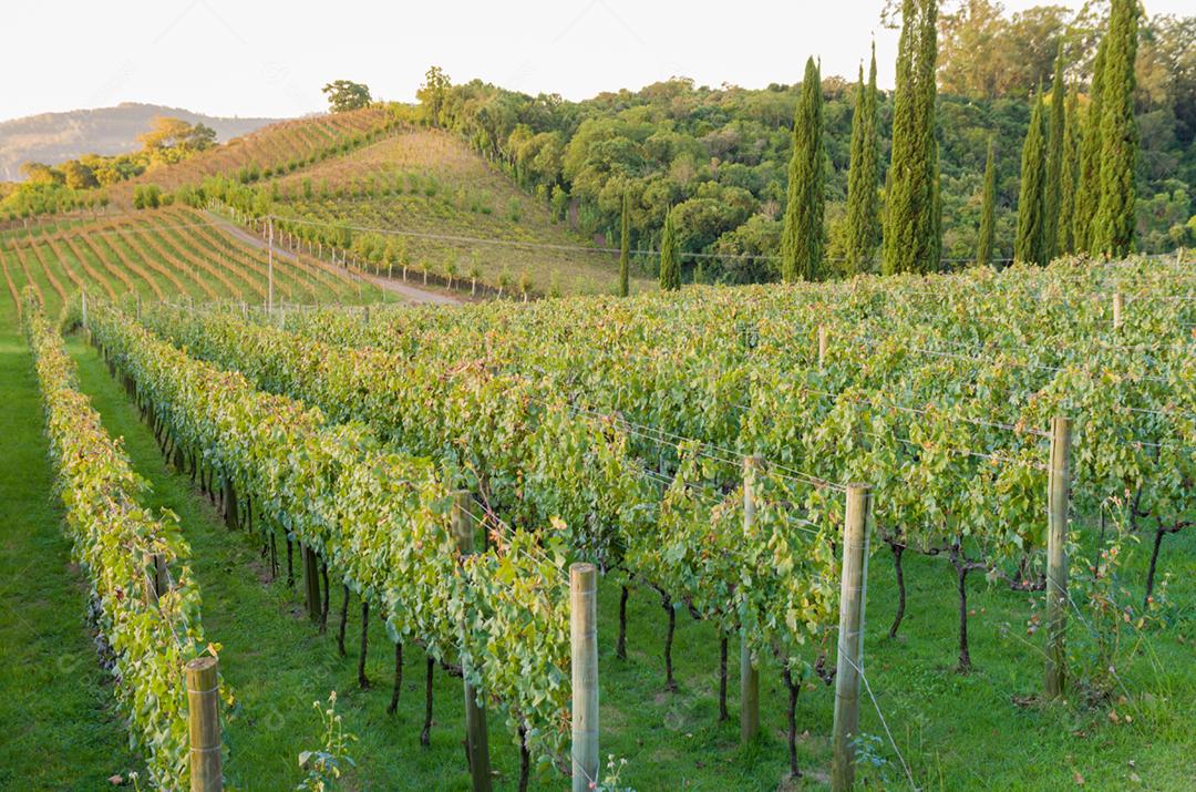 Vinhedo de uvas no Vale dos Vinhedos em Bento Gonçalves, um vinho gaúcho.