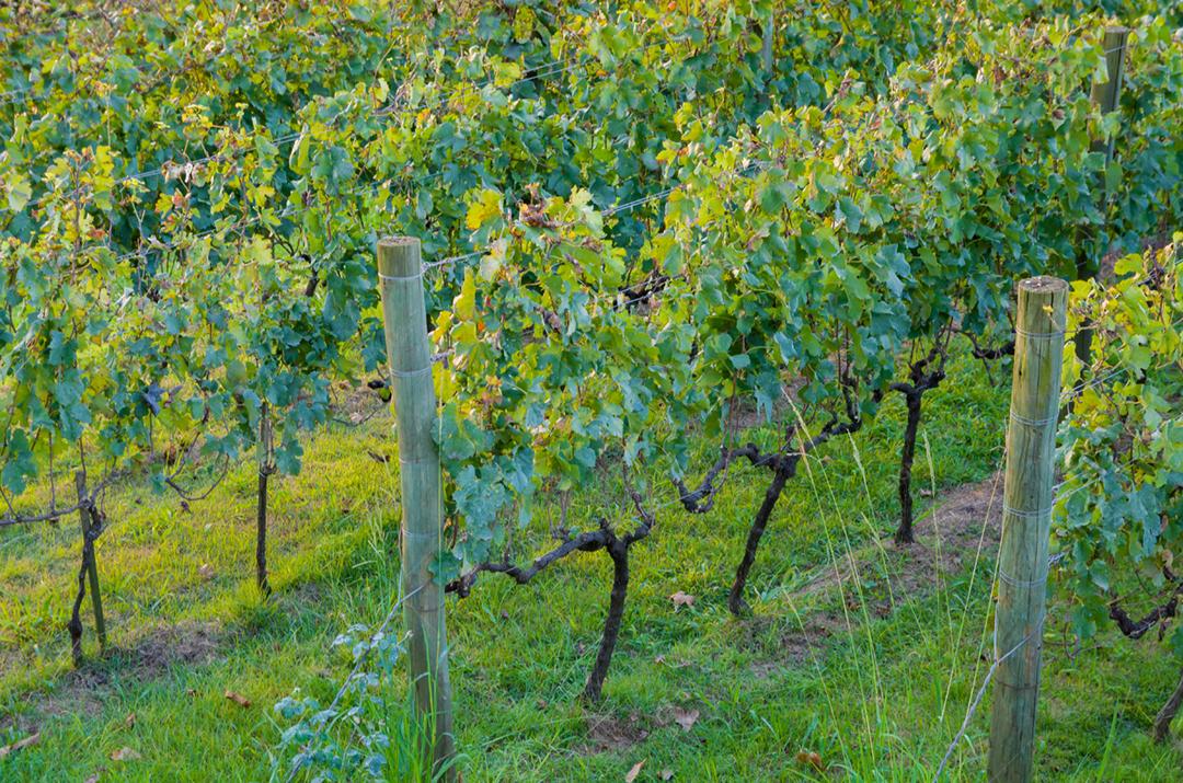 Vinhedo de uvas no Vale dos Vinhedos em Bento Gonçalves, um vinho gaúcho.