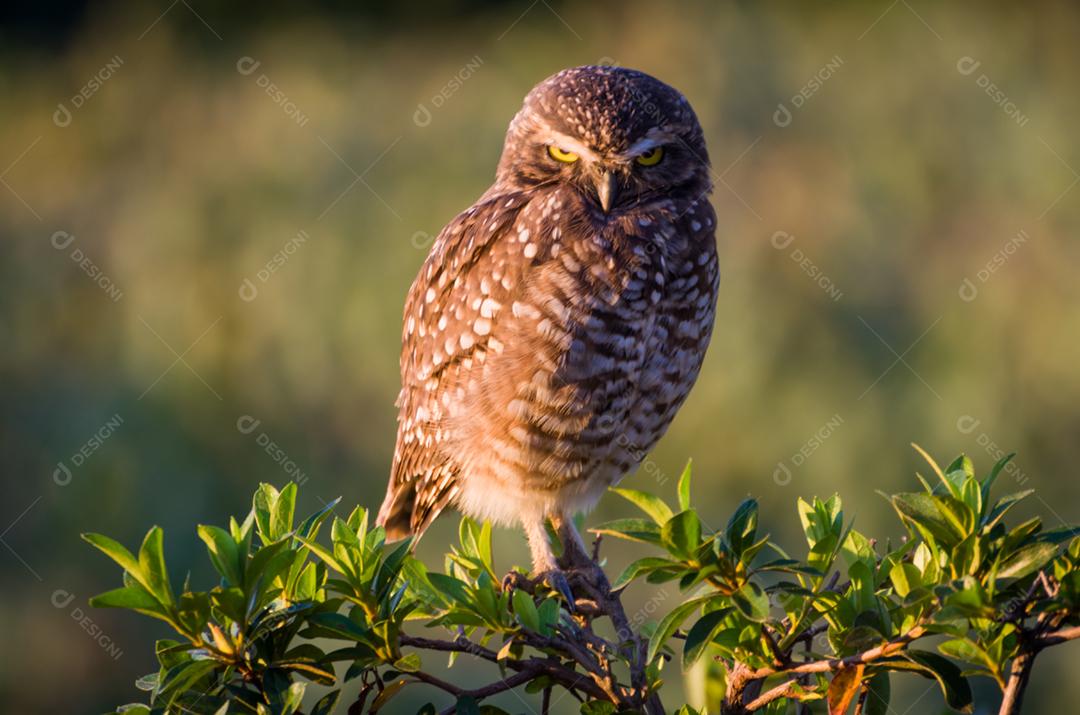 Linda coruja (Glaucidium minutissimum) na vinha