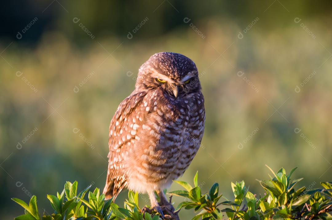 Linda coruja (Glaucidium minutissimum) na vinha