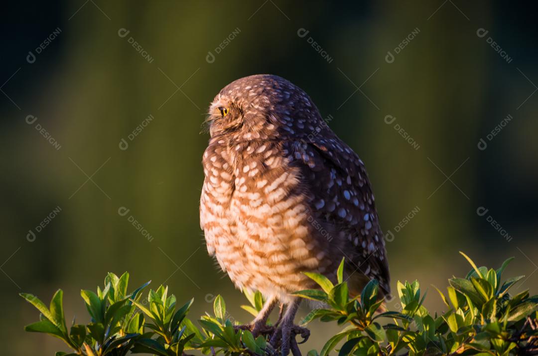 Linda coruja (Glaucidium minutissimum) na vinha