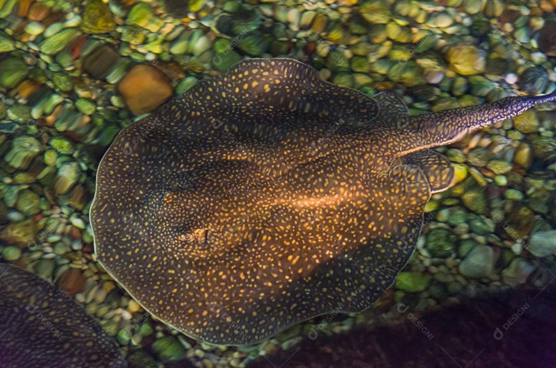 Bela arraia comum no rio de água doce