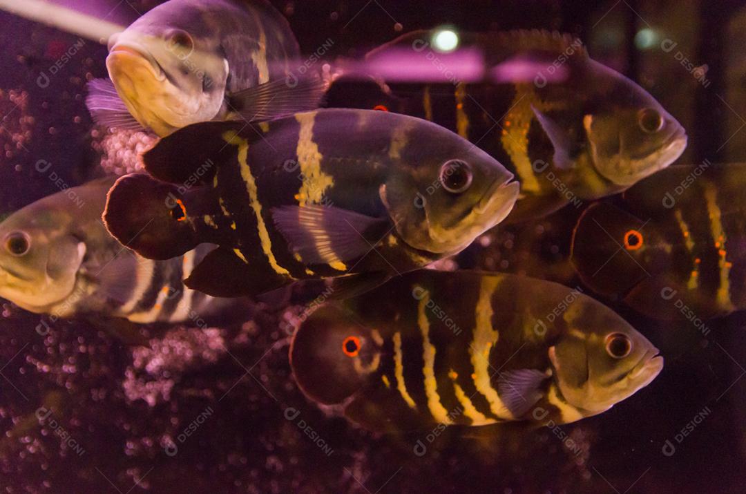 Close-up de peixes predadores da espécie Astronotus Okellatus, habitante dos afluentes do sul do Amazonas
