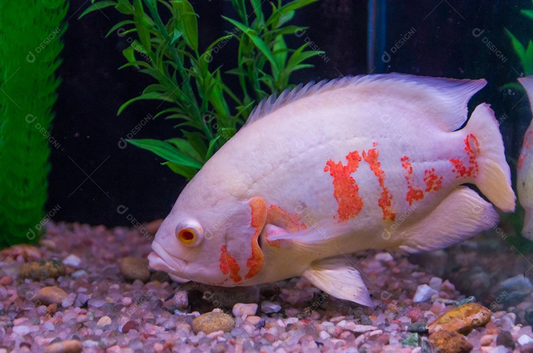 Close-up de peixes predadores da espécie Astronotus Okellatus, habitante dos afluentes do sul do Amazonas