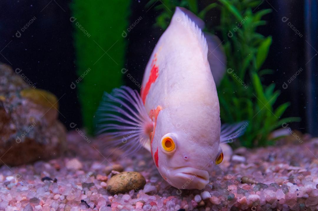 Close-up de peixes predadores da espécie Astronotus Okellatus, habitante dos afluentes do sul do Amazonas