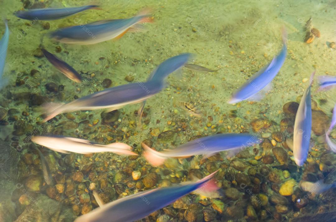 Textura de peixes nadando, imagens em movimento, longa exposição.