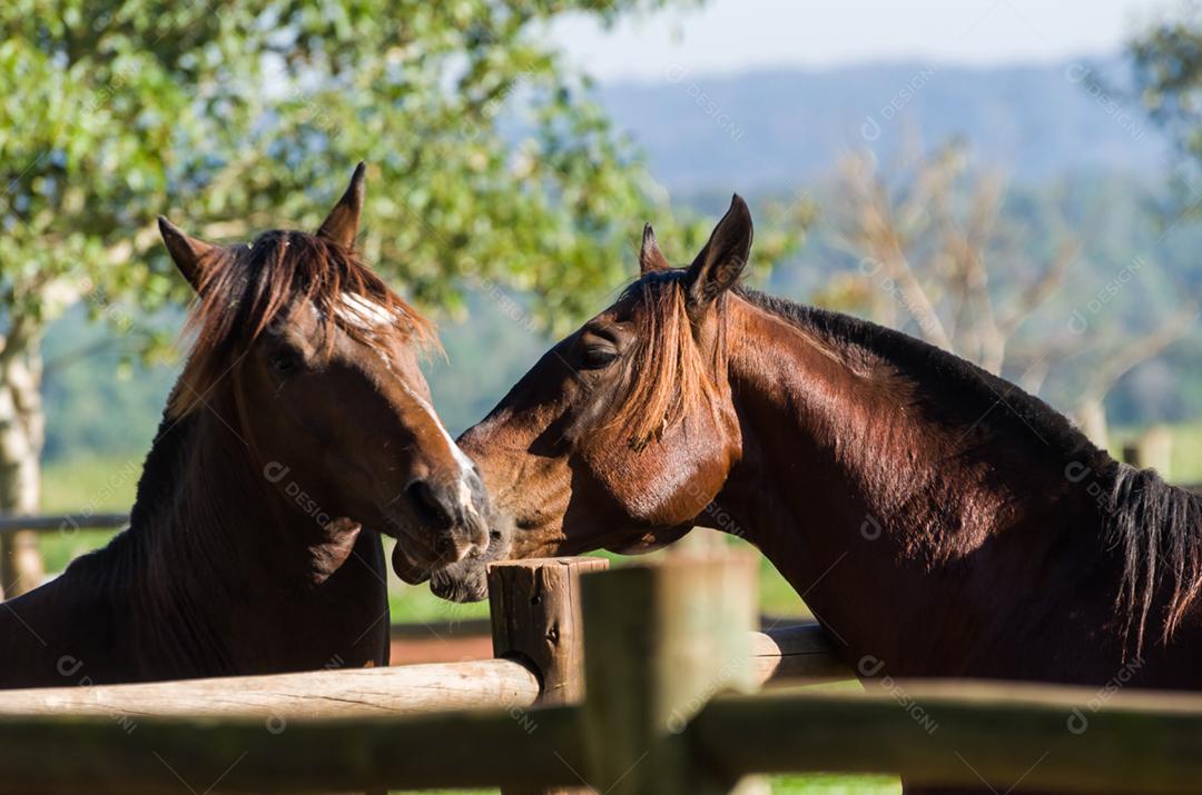 Cavalos da raça crioula na fazenda