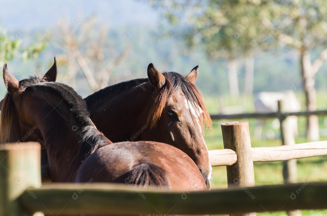 Creole horses on the farm