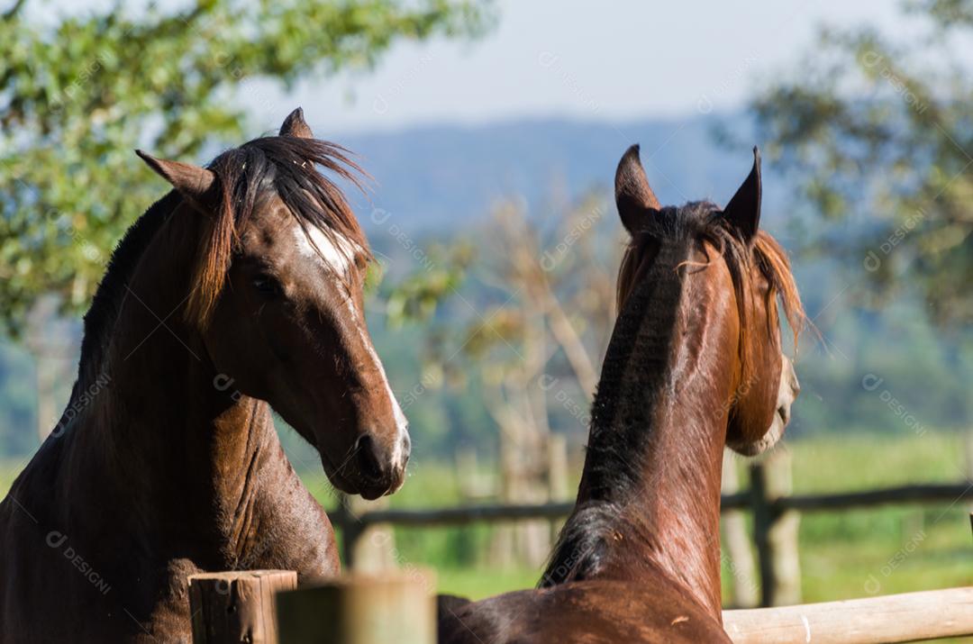 Cavalos da raça crioula na fazenda