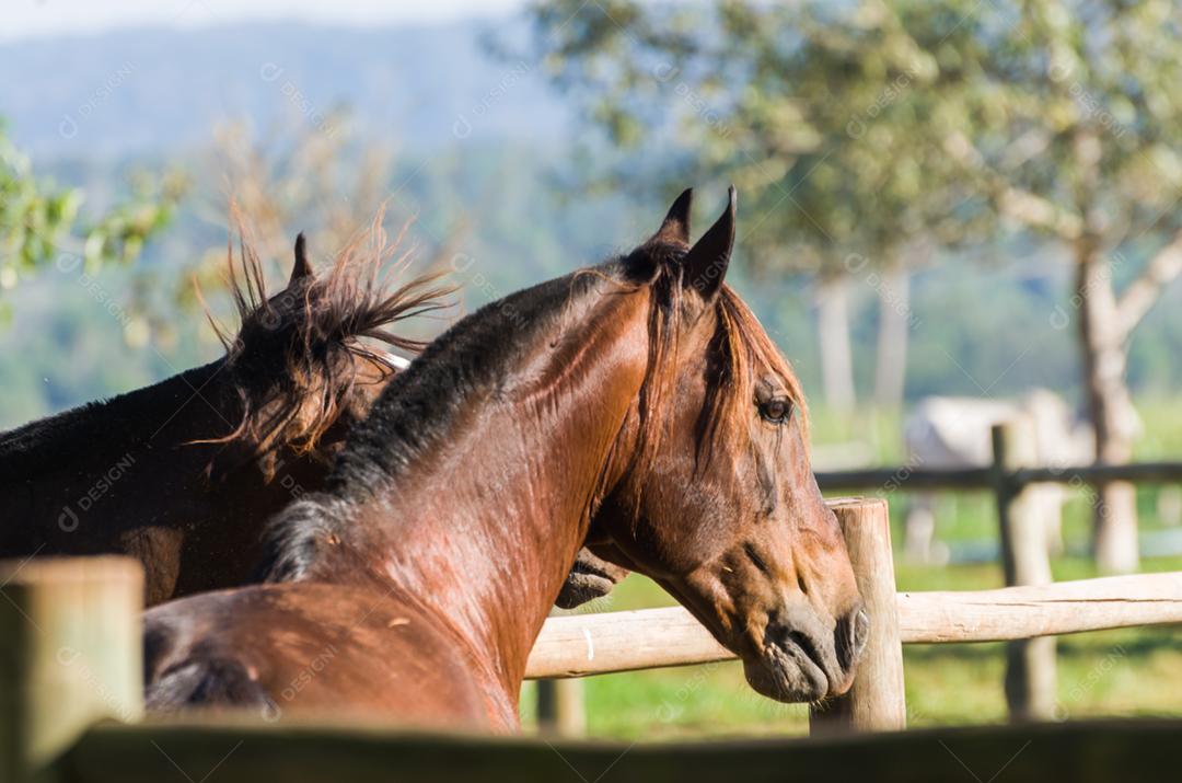 Cavalos da raça crioula na fazenda