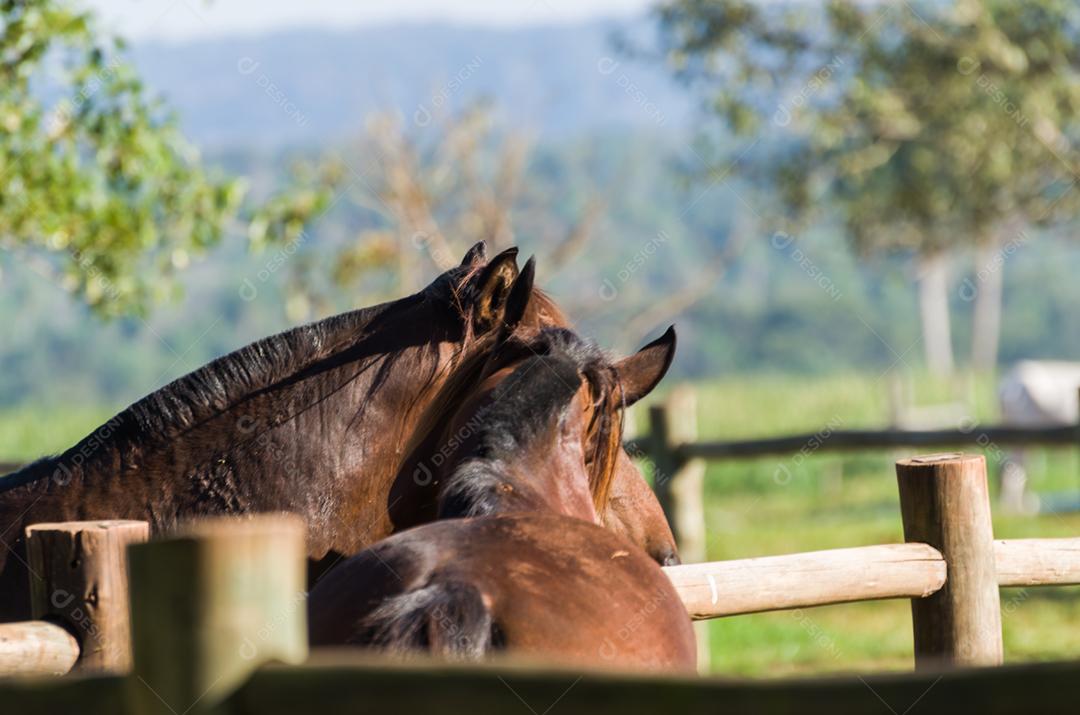 Cavalos da raça crioula na fazenda