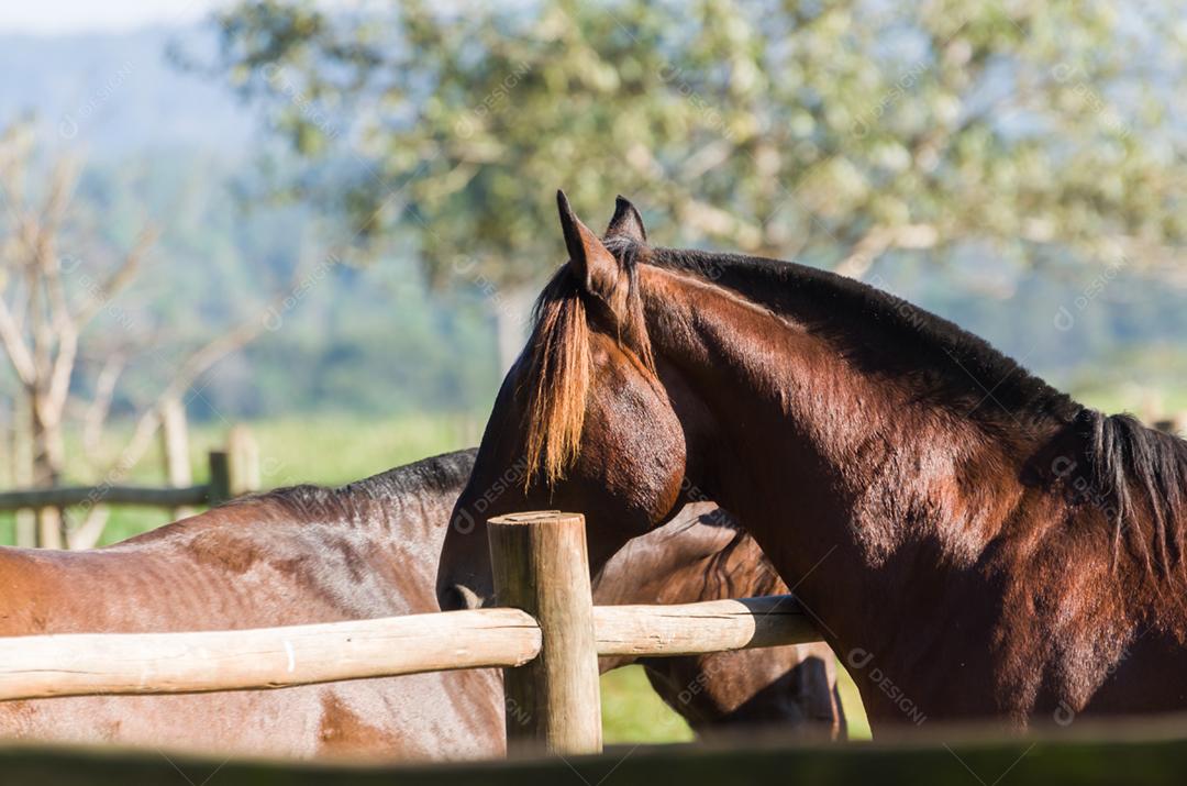 Cavalos da raça crioula na fazenda