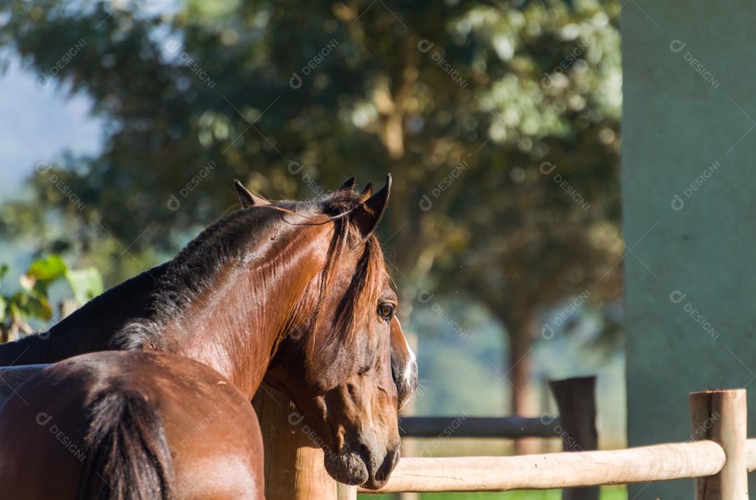 Cavalos da raça crioula na fazenda