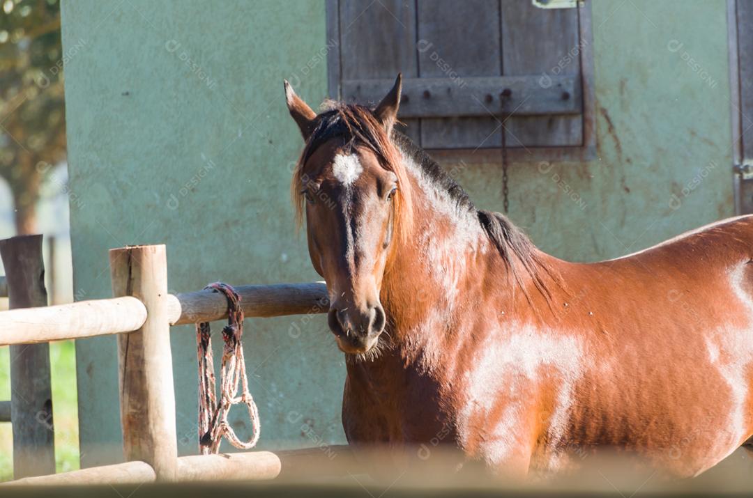 Cavalos da raça crioula na fazenda