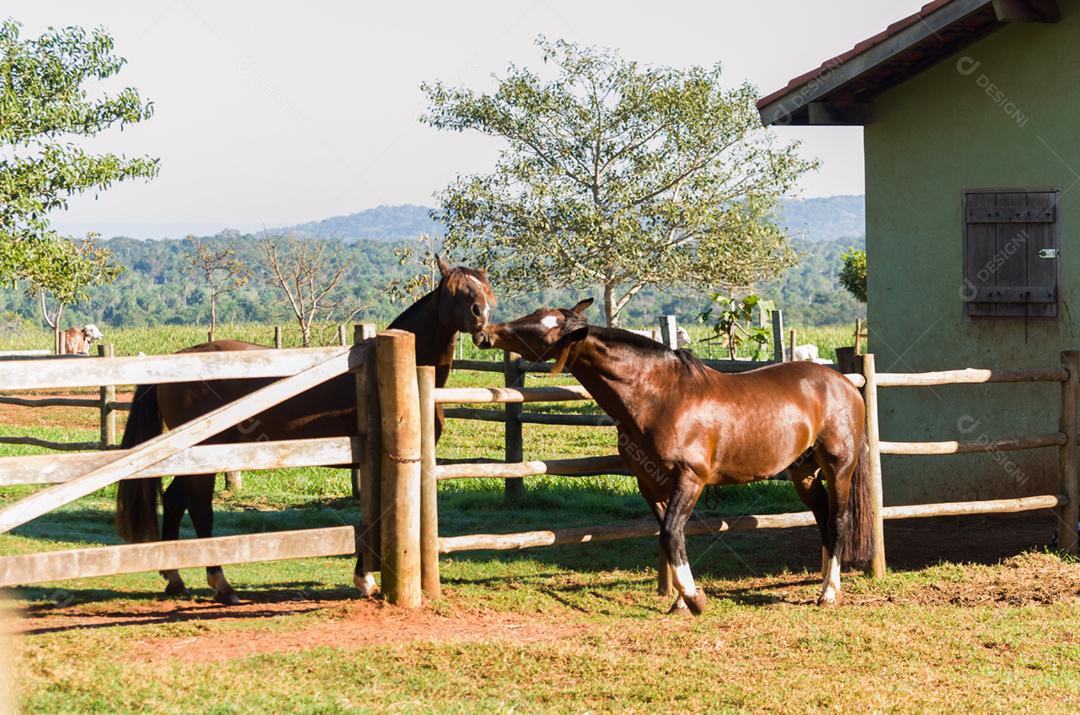 Cavalos da raça crioula na fazenda