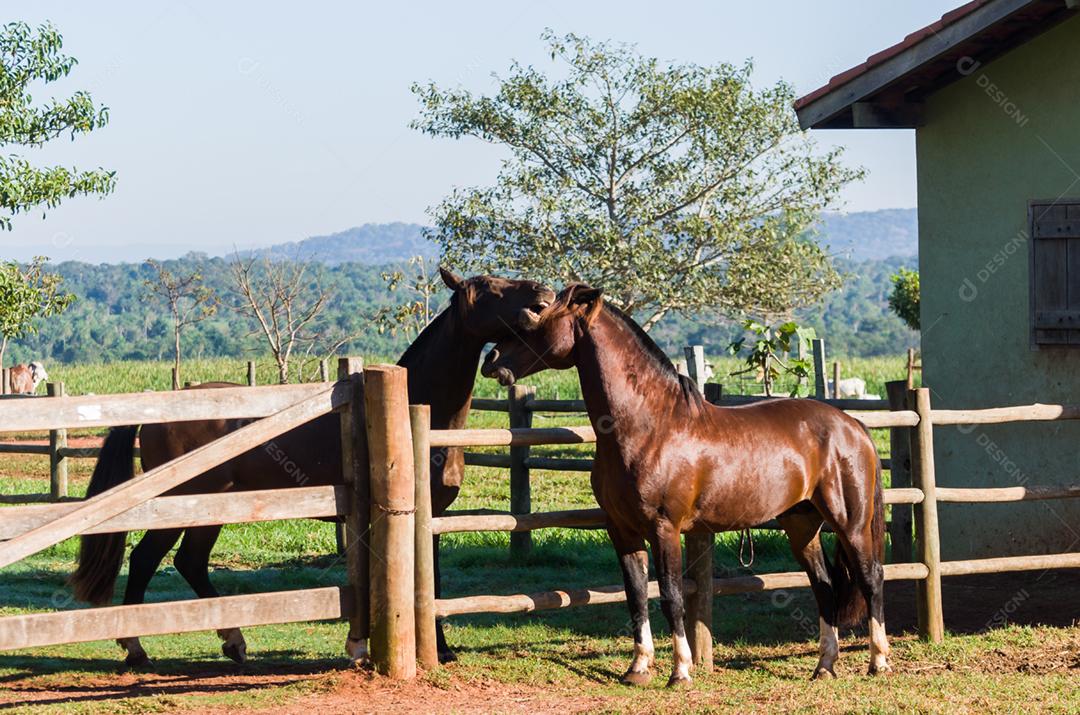 Cavalos da raça crioula na fazenda