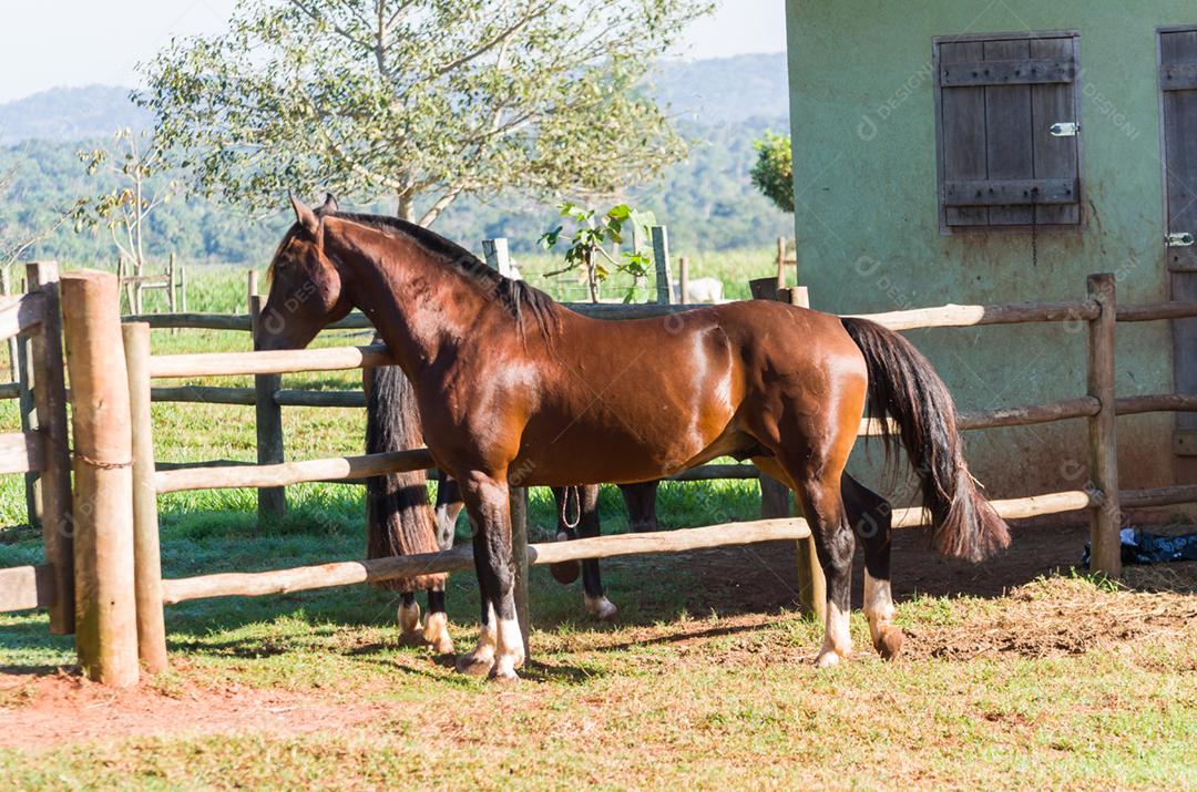 Cavalos da raça crioula na fazenda