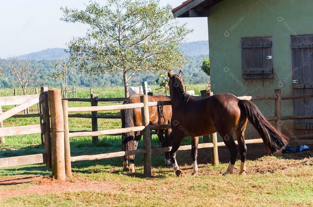 Cavalos da raça crioula na fazenda