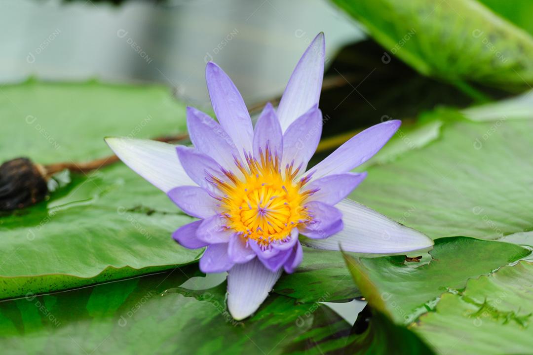 A flor Nymphaeaceae / Nymphaea (Diretor GT Moore) é uma família de plantas com flores, comumente chamadas de nenúfares. Fechar-se. Fundo com folhas verdes.