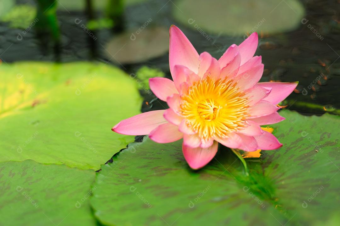 A flor Nymphaeaceae / Nymphaea (Sr. Martin E. Randig) é uma família de plantas com flores, comumente chamadas de nenúfares.