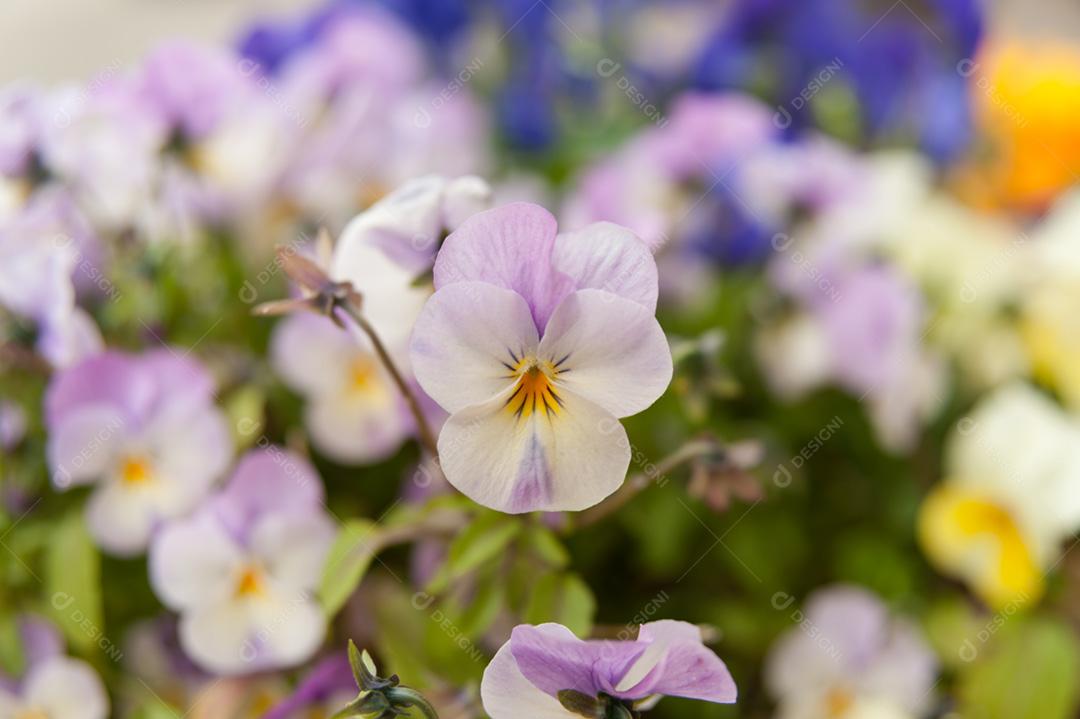 Flor Rosa Viola Rosa (Amor-perfeito).