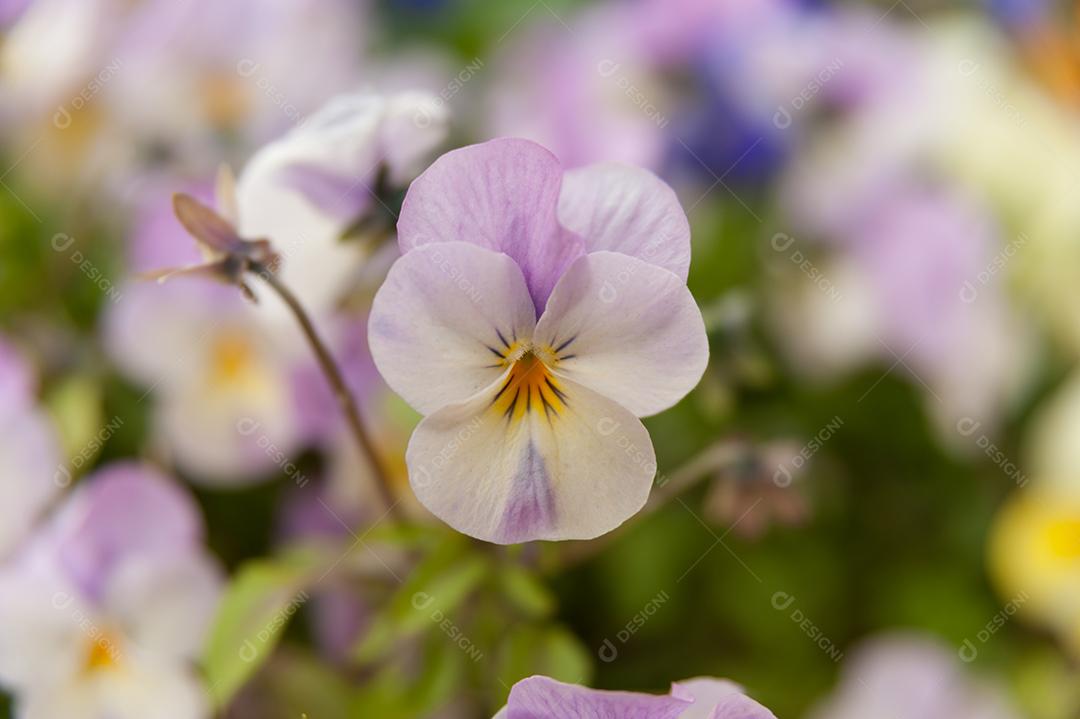 Flor Rosa viola rose (Pansy)