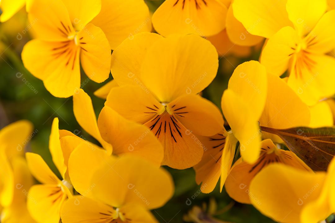 Linda flor de viola pedunculata, a violeta dourada da Califórnia.