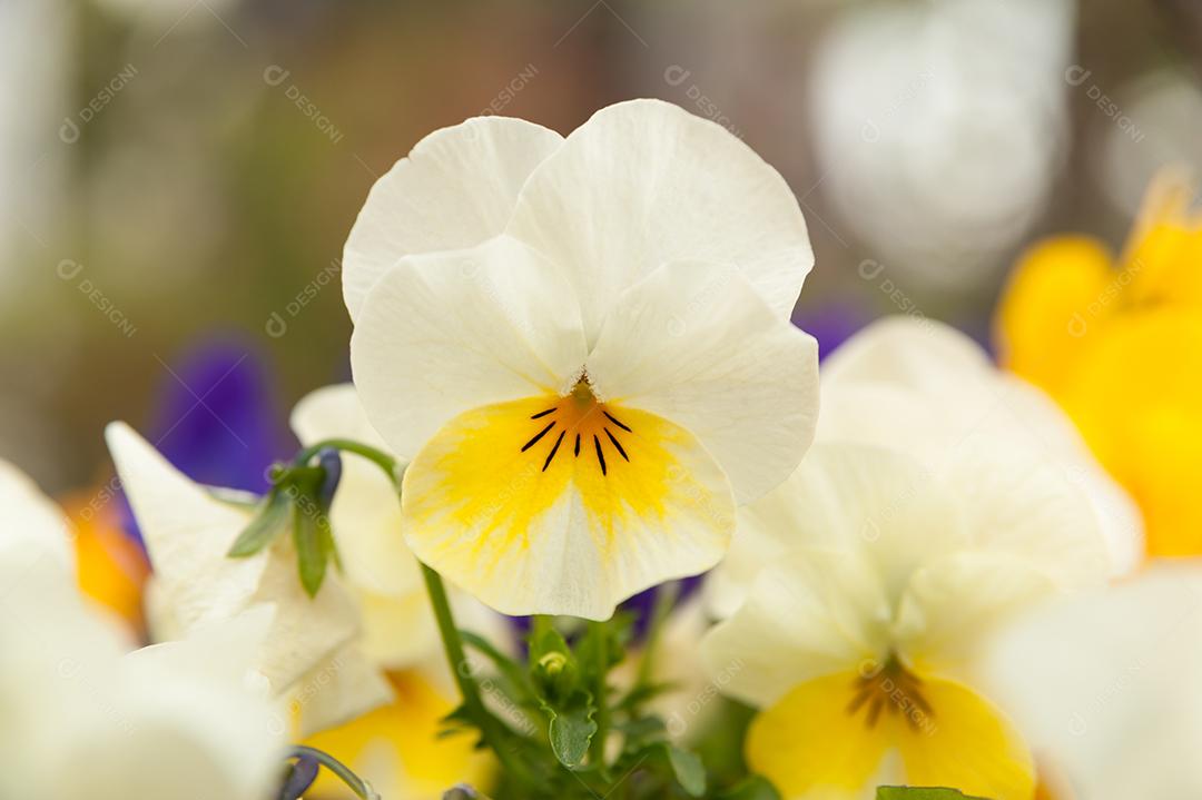 Bela Viola / Violeta (Pansy) flor branca e amarela.