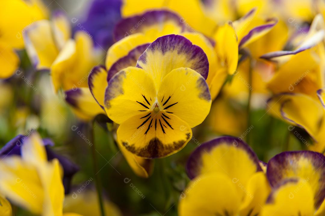 Linda flor de Violeta Amarela Pule Até Viola.