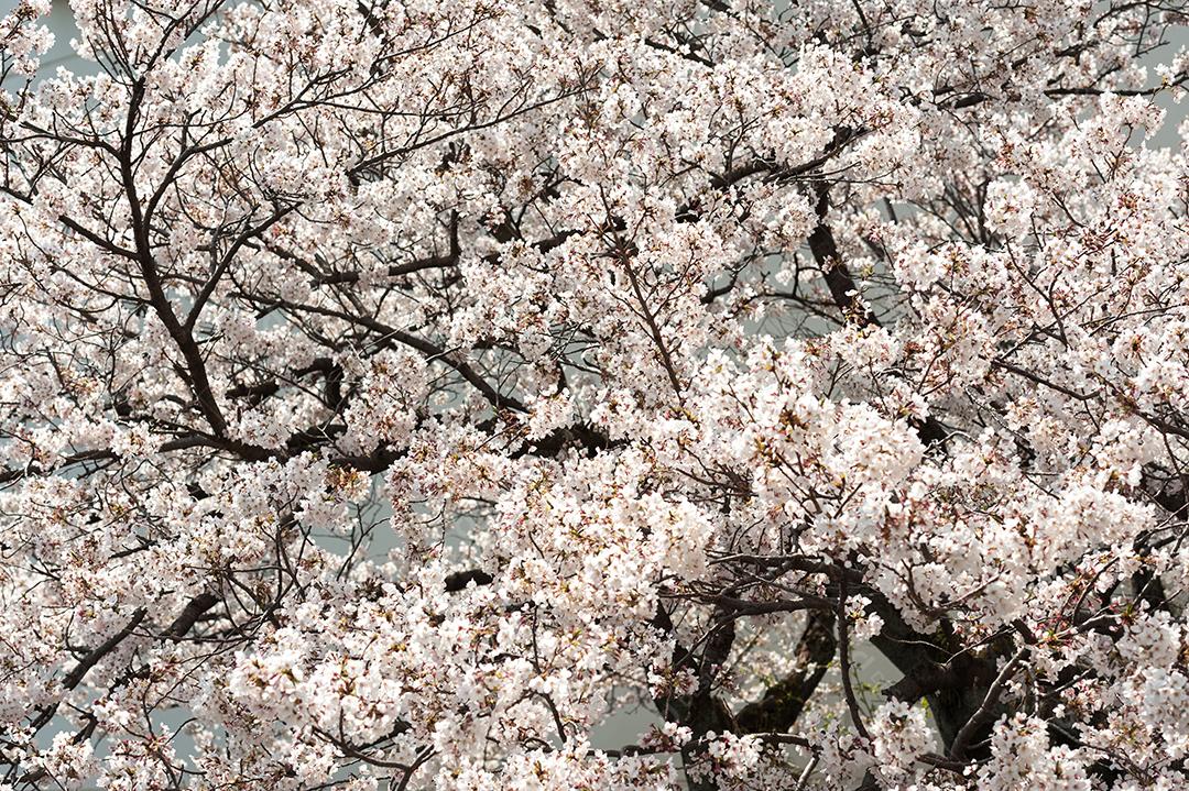 Galhos floridos de uma árvore de sakura.