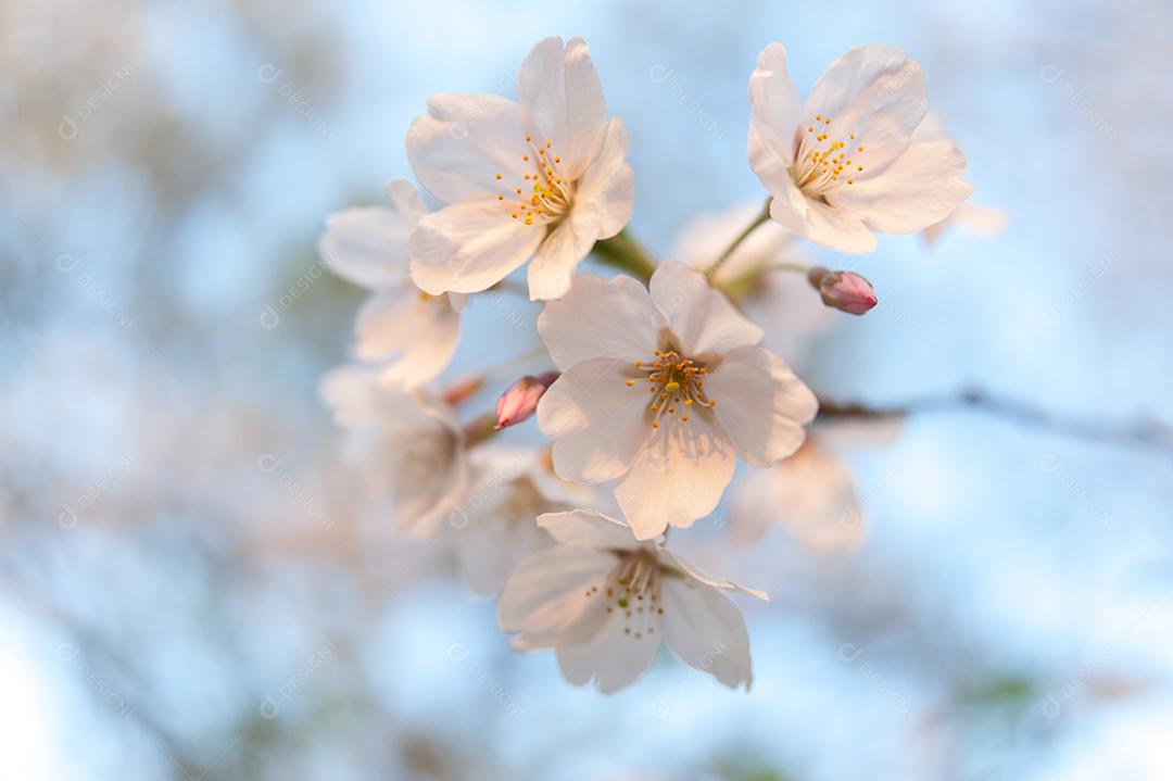 Flores de Sakura isoladas no fundo do céu azul.
