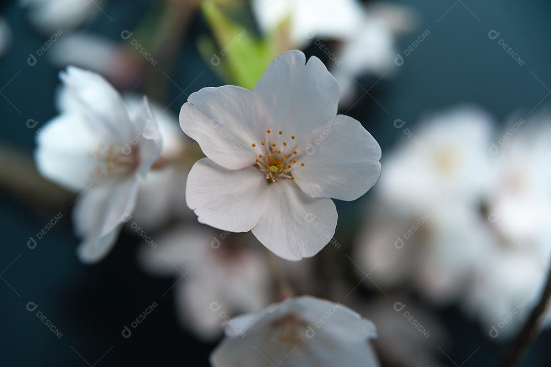 Flores sakura isoladas no fundo azul.