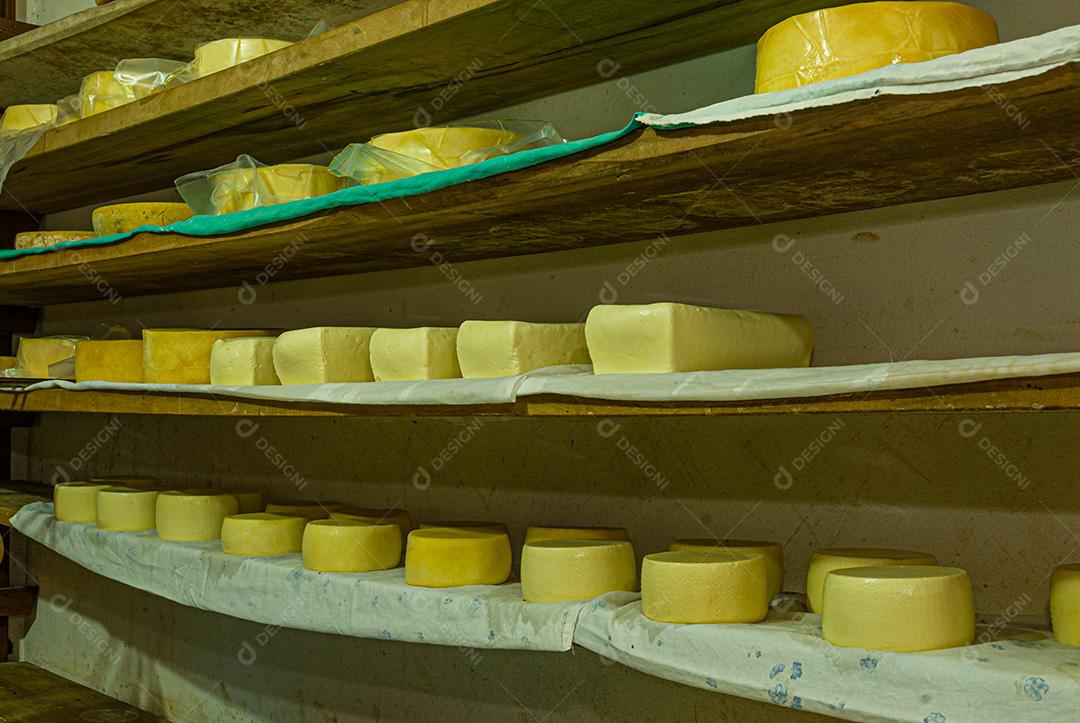 Queijos sendo curados em prateleiras e pendurados, aguardando amadurecimento