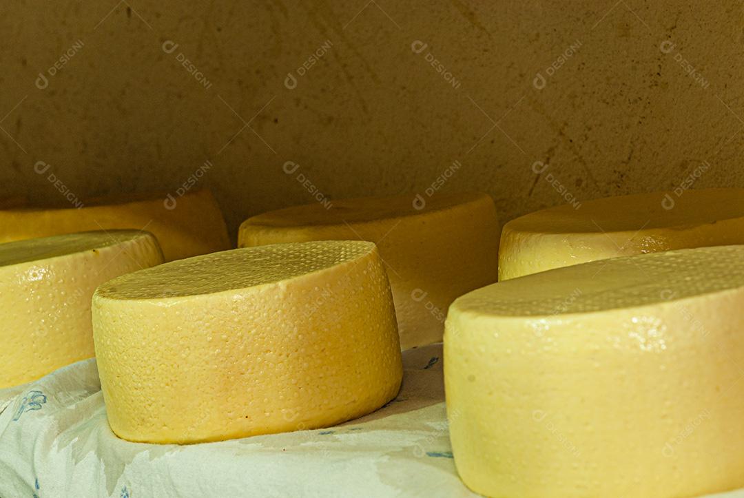 Queijos sendo curados em prateleiras e pendurados, aguardando amadurecimento