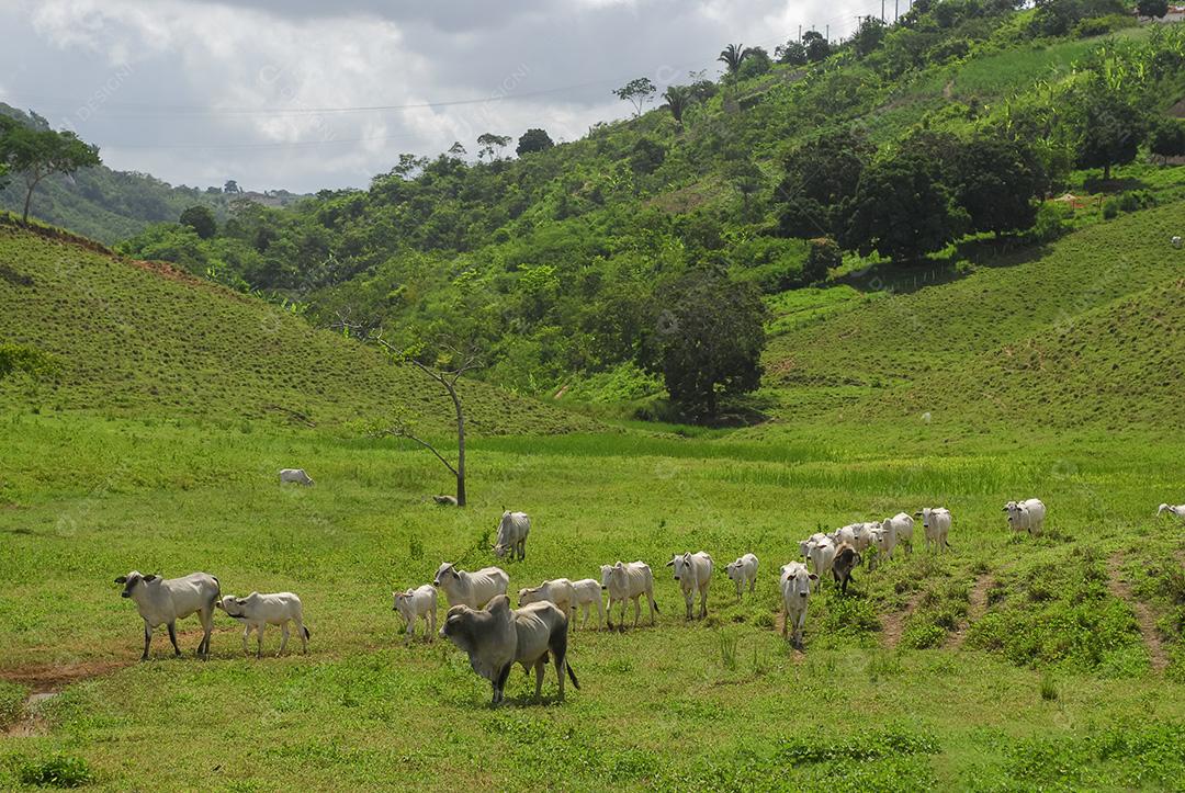 Gado. Gado nelore em Piloes, Paraíba, Brasil