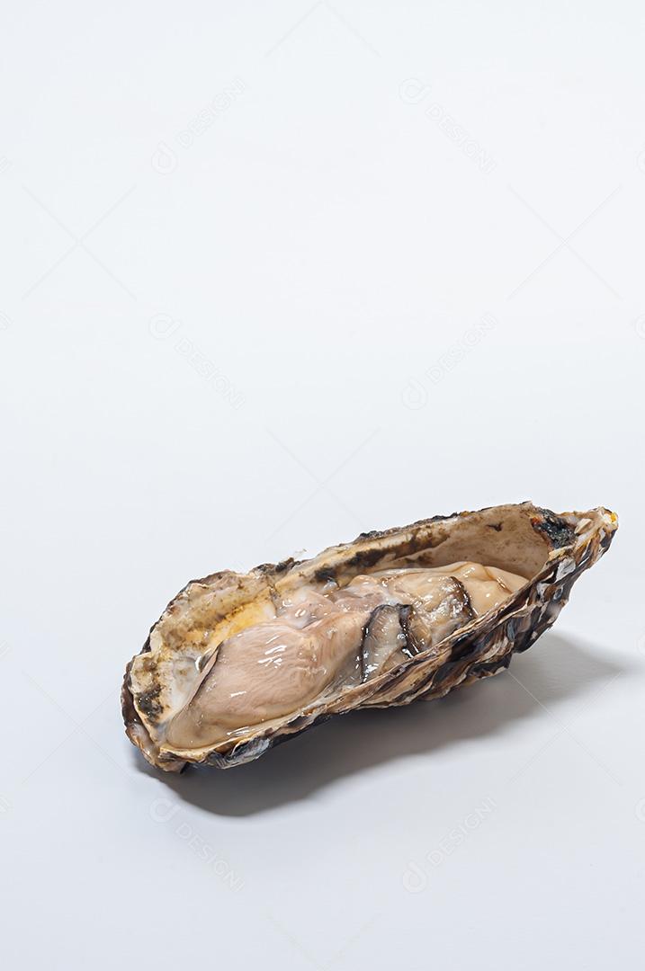 Ostra na natureza, fotografada em fundo branco.