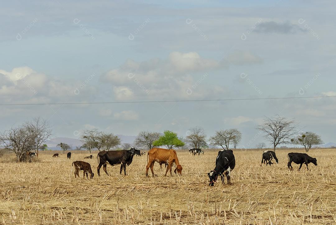 Pastagem de gado na estação seca no bioma Caatinga em Uirauna, Paraíba, Brasil