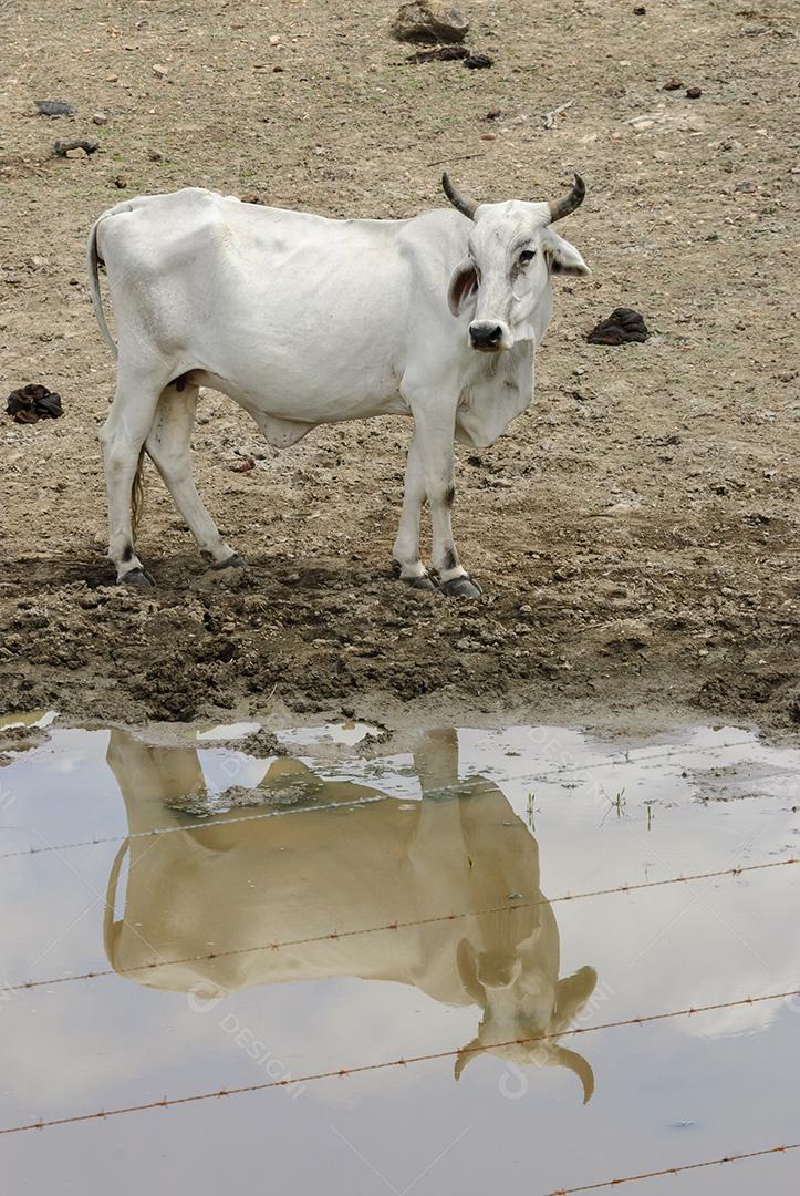 Pastagem de gado na estação seca no bioma Caatinga em Uirauna, Paraíba, Brasil