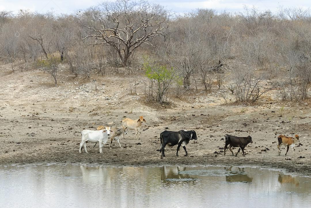 Gado em lago enlameado na estação seca no bioma Caatinga em Lastro, Paraíba, Brasil