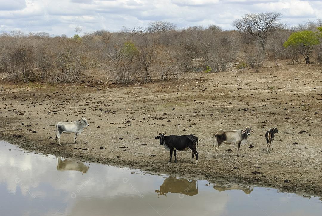 Gado em lago enlameado na estação seca no bioma Caatinga em Lastro, Paraíba, Brasil