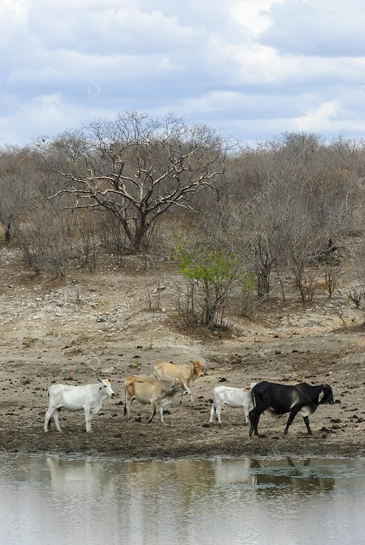 Gado em lago enlameado na estação seca no bioma Caatinga em Lastro, Paraíba, Brasil