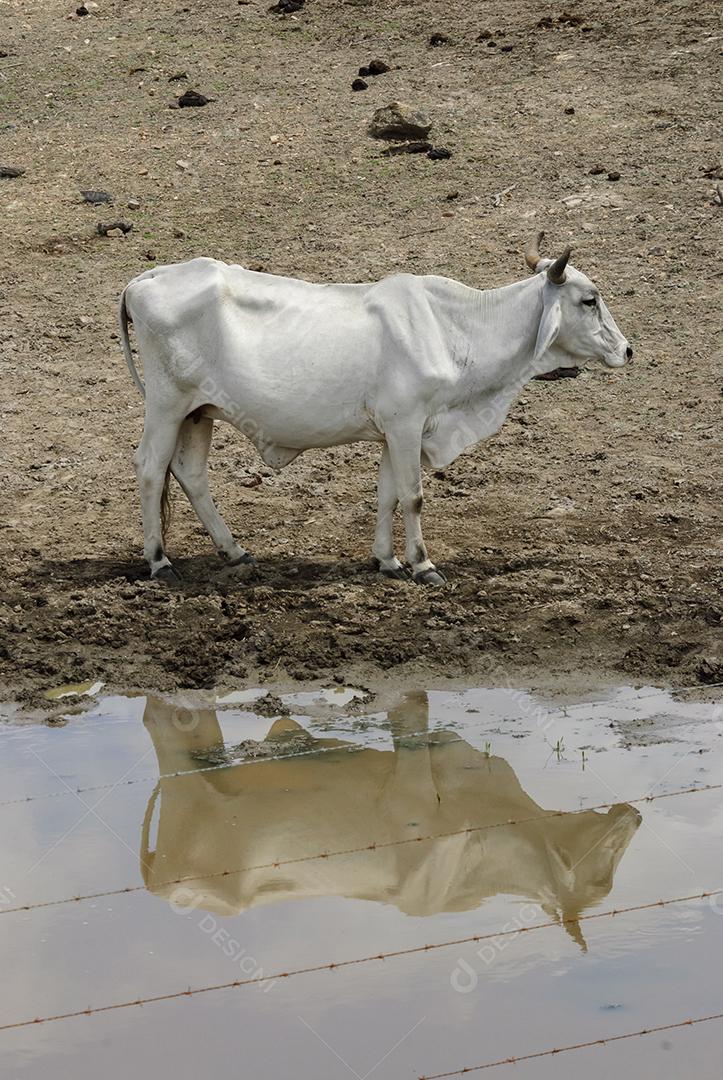 Gado em lago enlameado na estação seca no bioma Caatinga em Lastro, Paraíba, Brasil